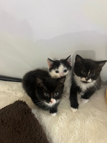 Lovely kittens for a new home!!