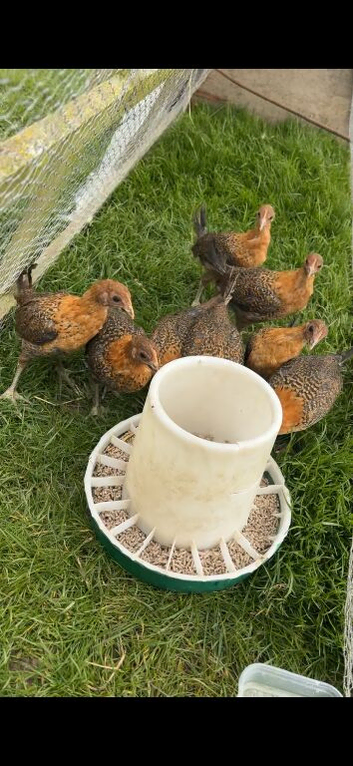 Old English game birds