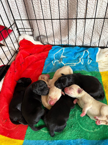 Beautiful Labrador Puppies for sale