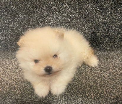 Ruassia pomeranian puppy