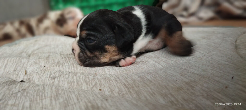 (REDUCED) Last English Bulldogs puppies