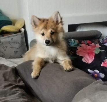 Pomeranian
