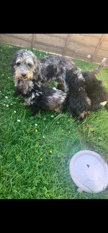 Stunning  miniature sheepadoodle boys