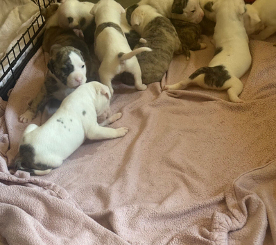 AMERICAN BULL DOG PUPPIES