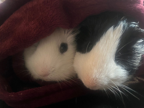 Most sweetest guinea pigs