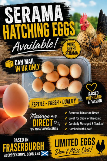 X6 Serama hatching eggs
