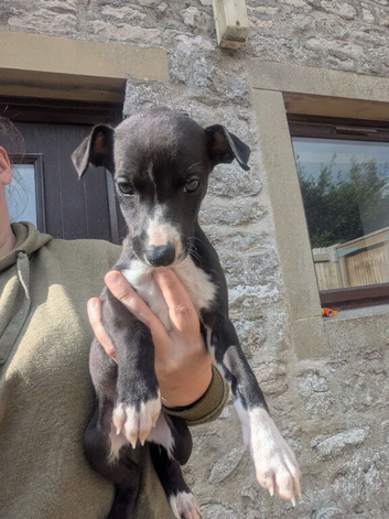 KC Registered Whippet Puppies &ndash; only 2 left &ndash; ready to leave 31st of August