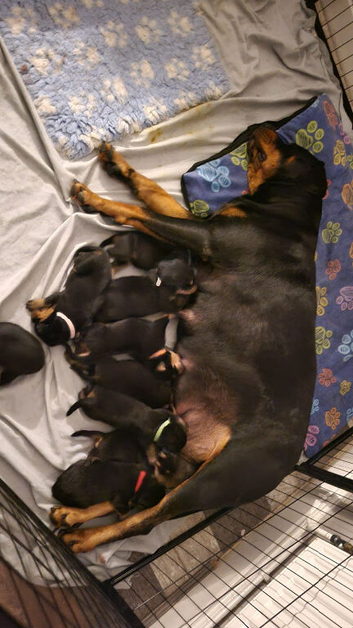 ROTTWEILER PUPPIES