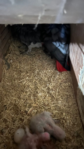Proven breeding pair of African greys