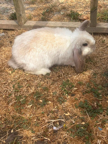 Gorgeous Mini Lop Girl