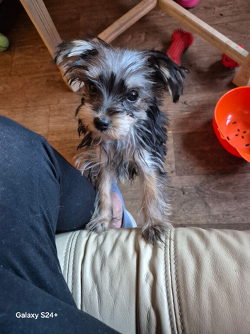 10 month old Yorkshire terrier boy