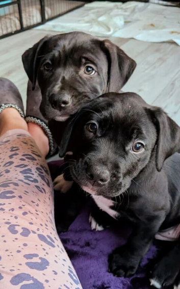 2 female Labrabulls