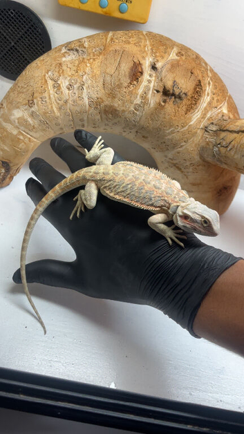 Baby hypo bearded dragons