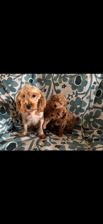 One girl available Maltipoo