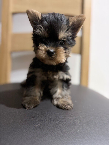 YORKSHIRE TERRIER