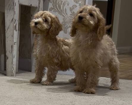 Gorgeous F1 Cockapoo Puppies READY NOW