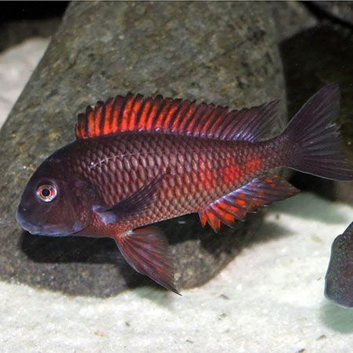 Tropheus Duboisis and Tropheus Molliro