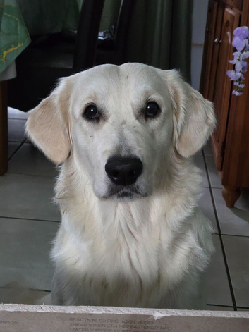 Golden retriever