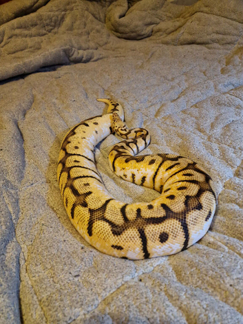 CB14 hybrid bumblebee bloodball python