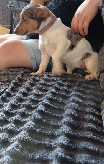 Sad sale of our much loved dog sienna