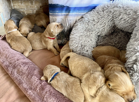 females and males purebred bolden retriever puppie