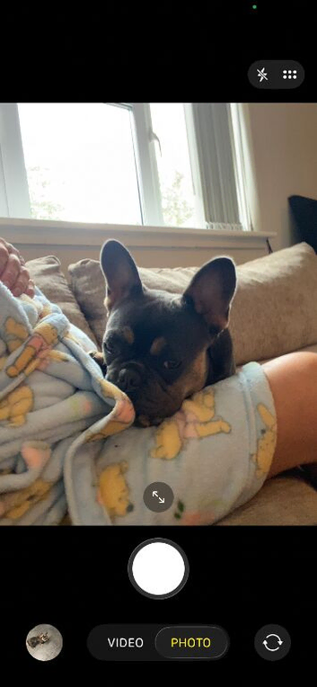 French bulldog