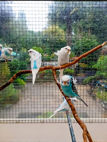 Helicopter budgies for sale