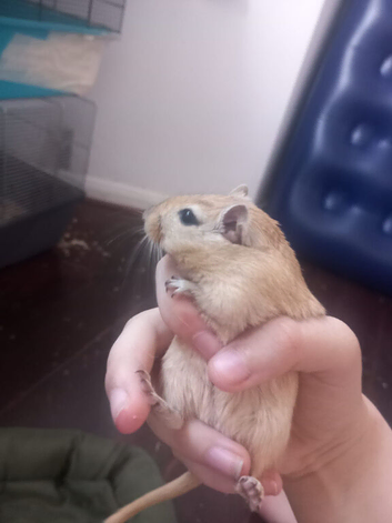 3 bonded gerbile for sale!!