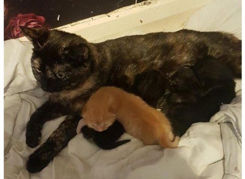 1 kittens for sale