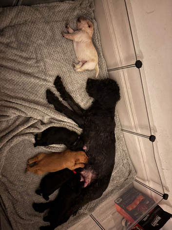 Bordoodle x Labrador (Working Line) Puppies