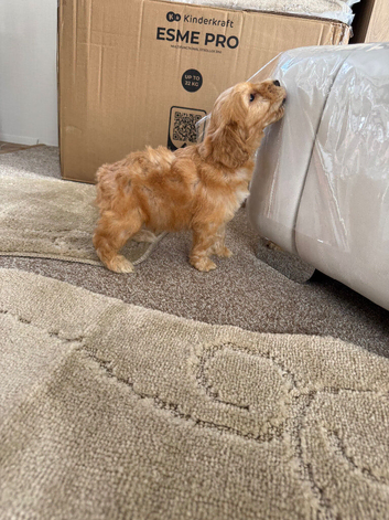 4 cockerpoo puppy&rsquo;s