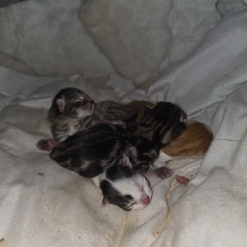 Kittens for sale