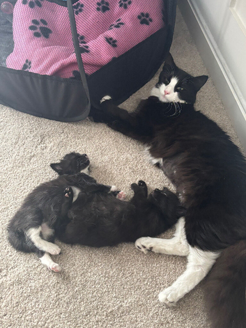 Kittens