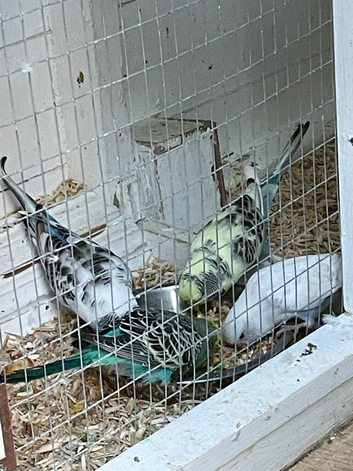 Recessive Budgies all 2026