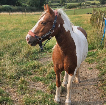 11.2hh skewbald mare
