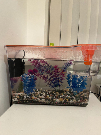 5x white cloud mountain minnows with full set up and tank