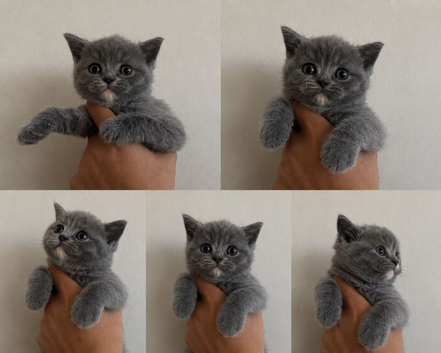 British short hair kittens