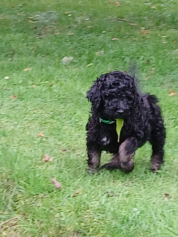 Beautiful fluffy Labradoodle