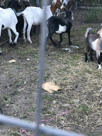 Variety of goats looking for new homes