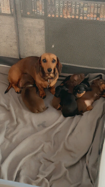 KC Mini Dachshunds