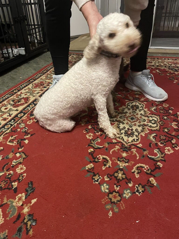 Miniature poodle