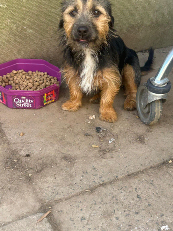 Female Black and tan Jackrussel terrier