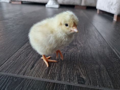 Purebred Light Sussex Chick