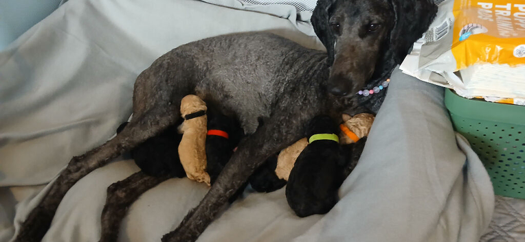 Standard poodle puppies