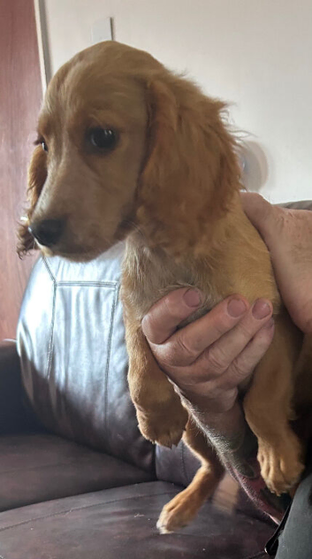 Cocker spaniels puppies ready now&hellip;.