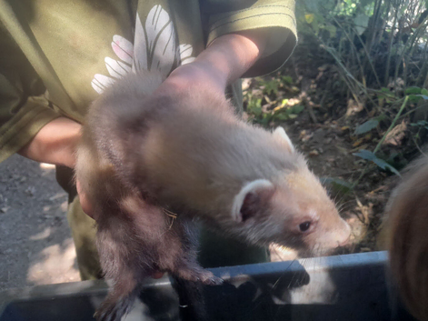 Ferret kits