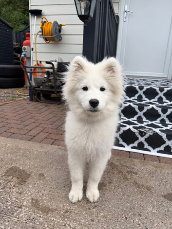 Samoyed