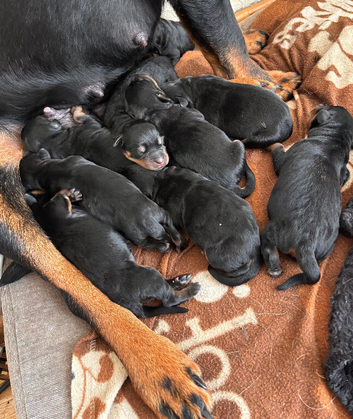 Rottweiler puppies !!