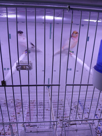 Canaries