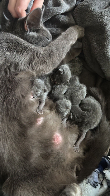 Grey kittens